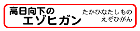 高日向下のエゾヒガン桜