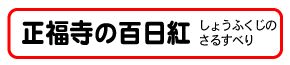 正福寺の百日紅