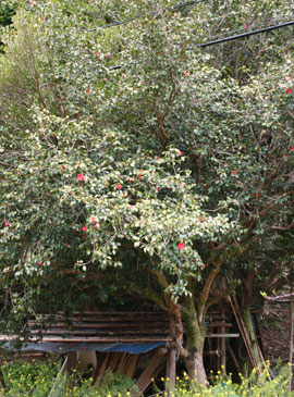 桑の山の大榊