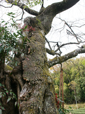 寿永の桜