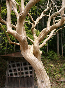 正福寺の百日紅