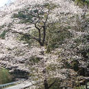 高日向下のエゾヒガン桜