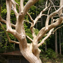 正福寺の百日紅